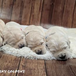 Golden Retriever Puppies from Mountain Sky Goldens   https://youtu.be/30SVQesEtig?si=CMjASv_Tza1VKSNt