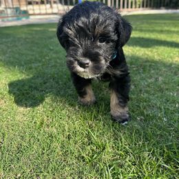 Miniature Schnauzer Puppies from Bellas Schnauzers
