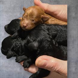 Girl 1 - Red  female Poodle puppy in Lucedale, Mississippi from Simply Poodle