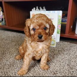 Cavachon and Cavapoo Puppies from Sweet Doodles and Poos