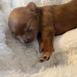 Red female - Red female Cavapoo puppy in Gilbert, Arizona from Arizona Toy Cavapoos – Health‐Tested & Home‐Raised
