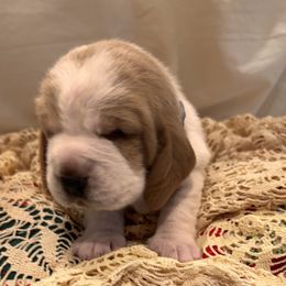 Deep Green collar- Hunter - Lemon and white male Basset Hound puppy in Hattiesburg, Mississippi from The Kennels at Tate Farm
