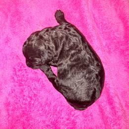 Hera - Black female Poodle puppy in Meadowbrook, California from Standard Poodle Pups