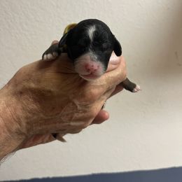 Carrie Underwood - Black and white female Bernedoodle puppy in Waco, Texas from Doodles of Your Dreams (formerly Texana Doodles)