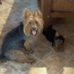Zoey - Australian Terrier