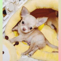 Harrison - Gold and white male Chihuahua puppy in Ponca City, Oklahoma from Bliss Acres Farm