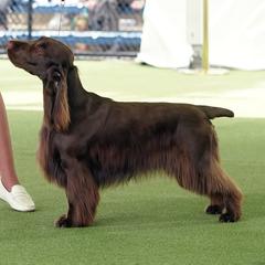 Field Spaniel All Grown Up from Field Spaniel