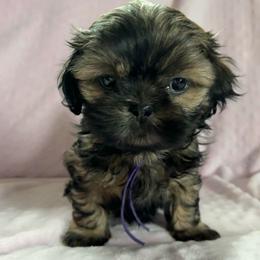 Charlotte - Sable female Shih Tzu puppy in Kettering, Ohio from The Ruff Life Tribe