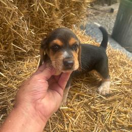 Puppy 2 - White black and tan female Beagle puppy in Martinton, Illinois from Iroquois River Beagles