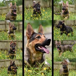 German Shepherd Puppies from Patriot Shepherds
