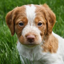 Ruger - Orange roan male Brittany puppy in Hollidaysburg, Pennsylvania from Royal Flush Farms