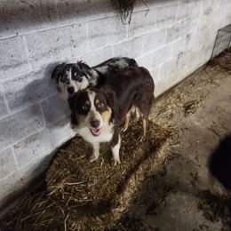 Australian Shepherd All Grown Up from Lone Tree Aussies