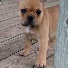 French Bulldog Puppies from Stonehill's French Bulldogs