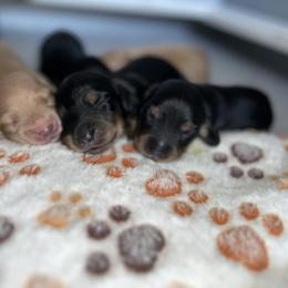 Dachshund Puppies from Signatures Mini Dachshunds