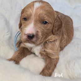 BUD - Apricot male Goldendoodle puppy in Sugar Land, Texas from Sugar Doodles