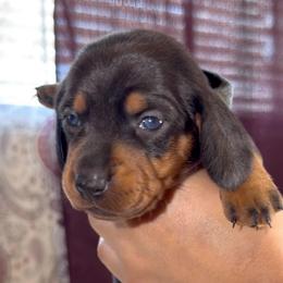 Blue - Black and tan female Dachshund puppy in Bakersfield, California from KC Doxies