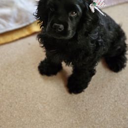 Cocker Spaniel Puppies from Cocker Paradise