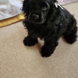 Cocker Spaniel Puppies from Cocker Paradise