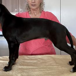 Boy 2 - White and black Whippet puppy in Madison County, Montana from Jody Eller's Whippets