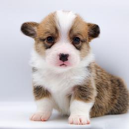 Simba - Sable and white male American Corgi puppy in Star City, Arkansas from T4 Farms