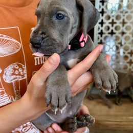 Medium Pink - Blue female Great Dane puppy in Plano, Texas from Blue Thunder Danes