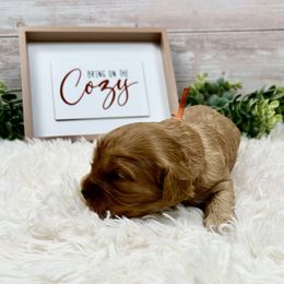 Toulouse - Red male Cavapoo puppy in Lancaster, Missouri from Cavapoo Acres