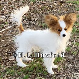Papillon Puppies from Holly Huxford