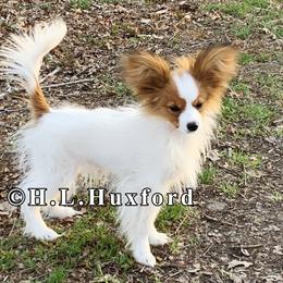 Papillon Puppies from Holly Huxford