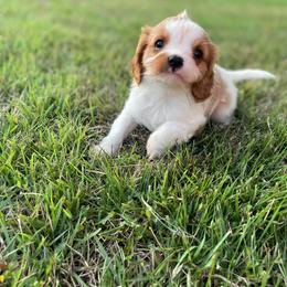 Cavalier King Charles Spaniel Puppies from Strawberry Hill Cavaliers