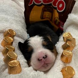 Rolo - Tri-color male Bernese Mountain Dog puppy in Gardner, Kansas from Faith and Family Farm