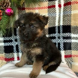 Frozen - Black and tan female German Shepherd puppy in Walla Walla, Washington from Silver Knight Shepherds