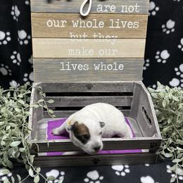 Rosie - Red speckled female Australian Cattle Dog puppy in Saint Albans, Maine from Australian Cattle Cuties and littles