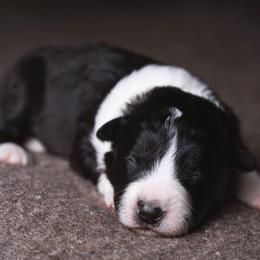 Amy - Black and white female Border Collie puppy in Fresno, California from Alpine Tails