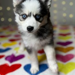 Bea - Black and white female Pomsky puppy in Rossville, Georgia from Scenic City Pomskies