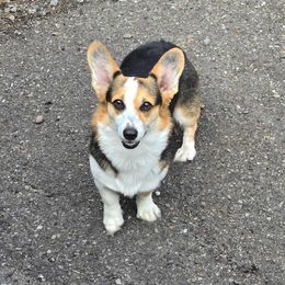 Letty - Pembroke Welsh Corgi