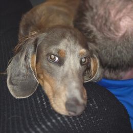 Baloo - Dachshund