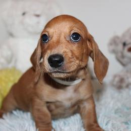 Boy 5 - Red male Dachshund puppy in Craig, Colorado from Rocky Mountain Shih Tzus and Dry Creek Miniature Dachshunds