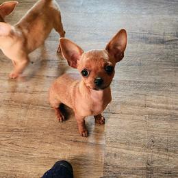 Tunie - Red female Chihuahua puppy in Greenfield, Ohio from Paradise Chihuahua Kennel