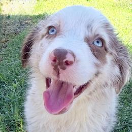 Caspian - Red merle male Miniature Australian Shepherd puppy in California from Eagle River Aussies