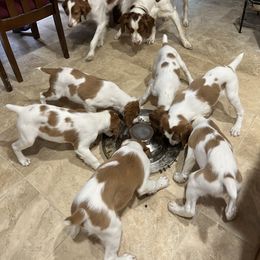 Brittany Puppies from Masterpiece Brittanys