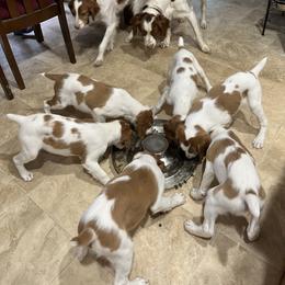 Brittany Puppies from Masterpiece Brittanys