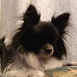 Iris - Pomeranian
