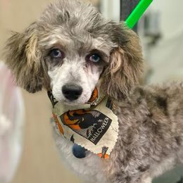 Pixie - Poodle