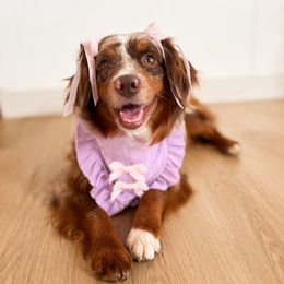 Nala - Miniature Australian Shepherd