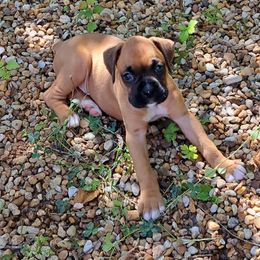 Black boy - Fawn male Boxer puppy in Franklin, Georgia from Lakeside Kennels of Franklin