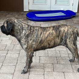 Zara - Mastiff