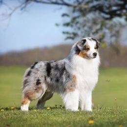 Hoss - Australian Shepherd