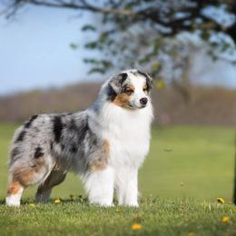Hoss - Australian Shepherd
