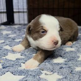 Cami - Red tri female Miniature Australian Shepherd puppy in Leonard, Texas from Tin Roof Aussies