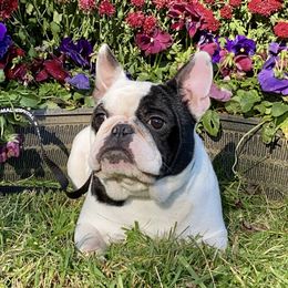 Rosie - French Bulldog